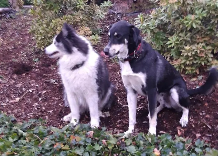 Landhaus-eifelhoehe Semesterbostad